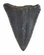 Serrated Fossil Great White Shark Tooth - #48885-1